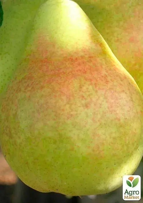 Саженец Agro-Market Груша Говерла (осенние сорта, средний срок созревания) 1 шт. в упаковке (39855) - фото 2