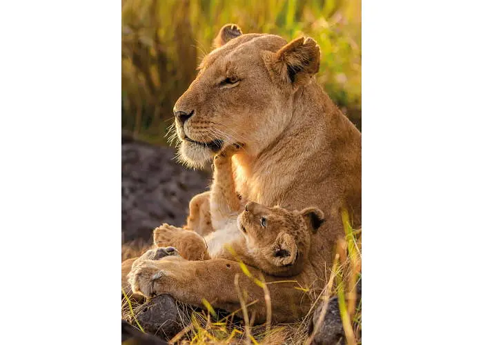 Пазл Clementoni High Quality Collection: Мамина левина любов (High Quality Collection - Feline Love Puzzle - 500 pcs.), 500 ел. (35620) - фото 2