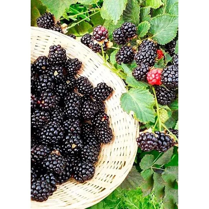 Саженец Agro-Market Ежевика ранняя Натчез (Natchez) 1 шт. в упаковке (21304) - фото 2