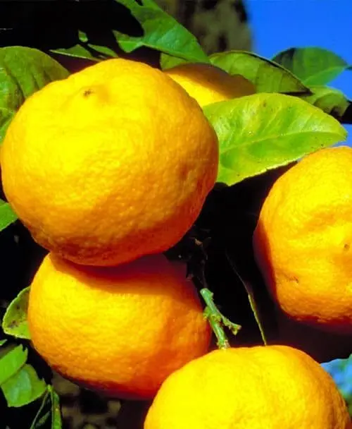 Саженец Agro-Market Лайм желтый на штамбе с плодом 3-х летний Limetta Pursha (25-45 см) (62522) 1 шт. в упаковке - фото 2