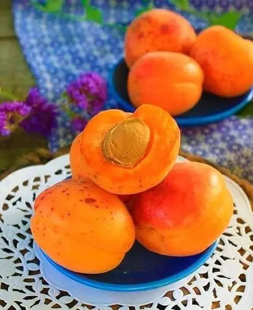 Саджанець Agro-Market Абрикос Флейвор Кот (літній сорт, пізній термін дозрівання) (44000) 1 шт. в упаковці - фото 4