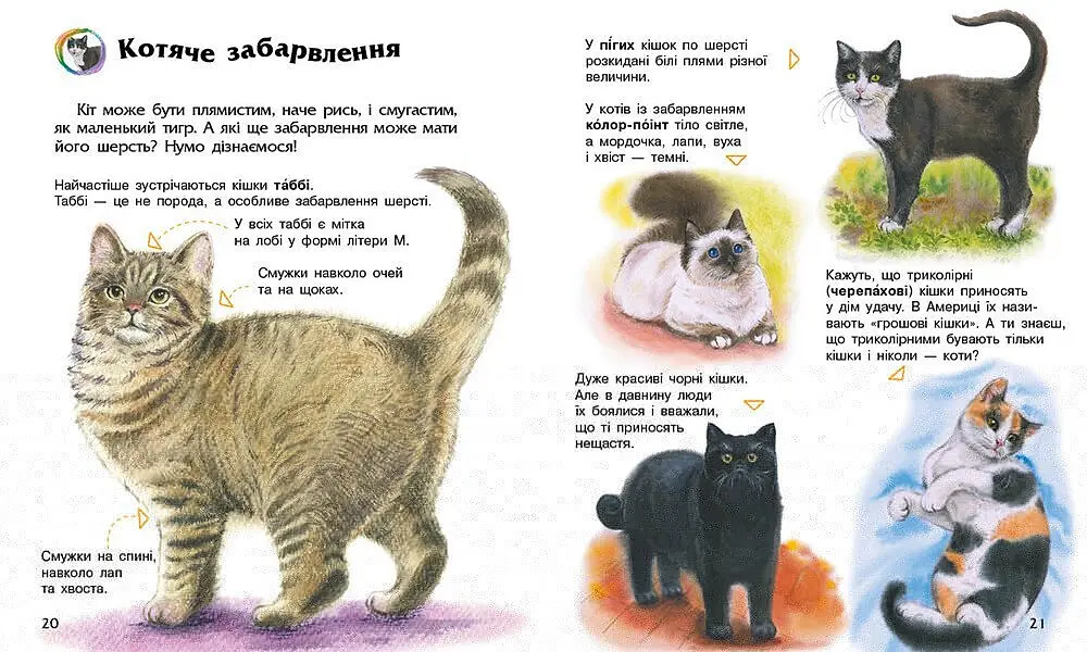 Книга Енциклопедія дошкільника: Коти Ранок С614039У shop (9786170992741) - фото 4