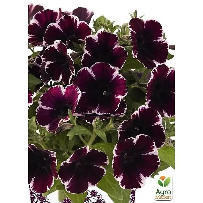 Саженец Agro-Market Петуния ампельная Sweetunia Miss Marvelous (контейнер №10 высота 10-15 см) (49144) 1 шт. в упаковке - фото 2