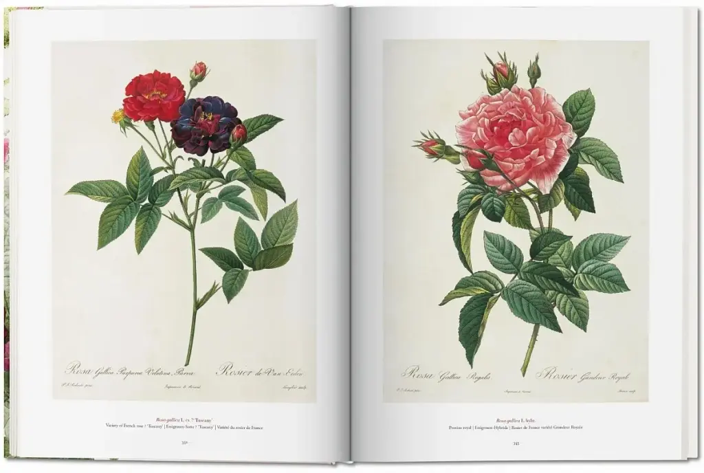 Redoute. The Book of Flowers - фото 6