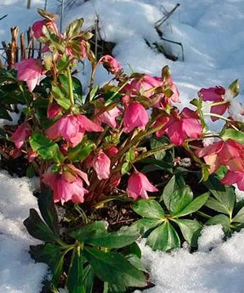 Морозник (Helleborus) Red Lady Agro-Market 1 саженец в упаковке (48554) - фото 4