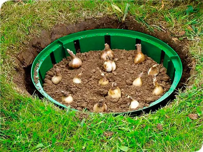 Кошик для цибулин Form-Plastic Круглий-23 2.4 л зелений (0560-017) - фото 5