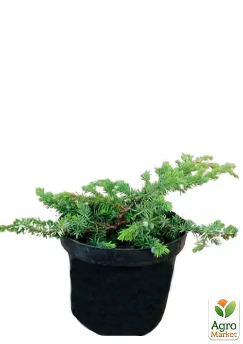 Саженец Agro-Market Можжевельник 3-летний почвопокровный Blue Pacific С3 диаметр 25-35 см 1 шт. в упаковке (62772) - фото 3