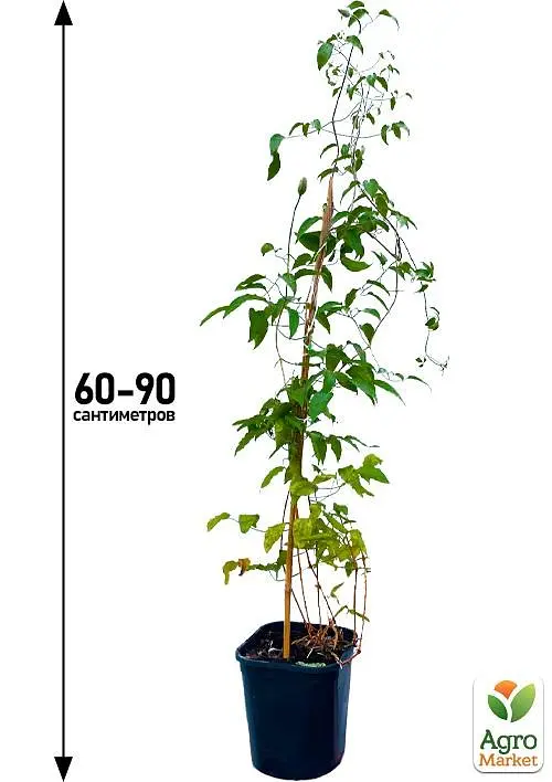 Саджанець Agro-Market Клематис 3-х річний Akafuji С2 (144832) - фото 4
