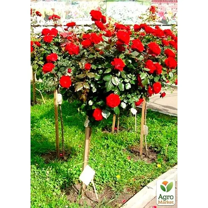 Роза штамбовая Agro-Market Кордула саженец класса АА+ высший сорт 1 шт. в упаковке (40551) - фото 2