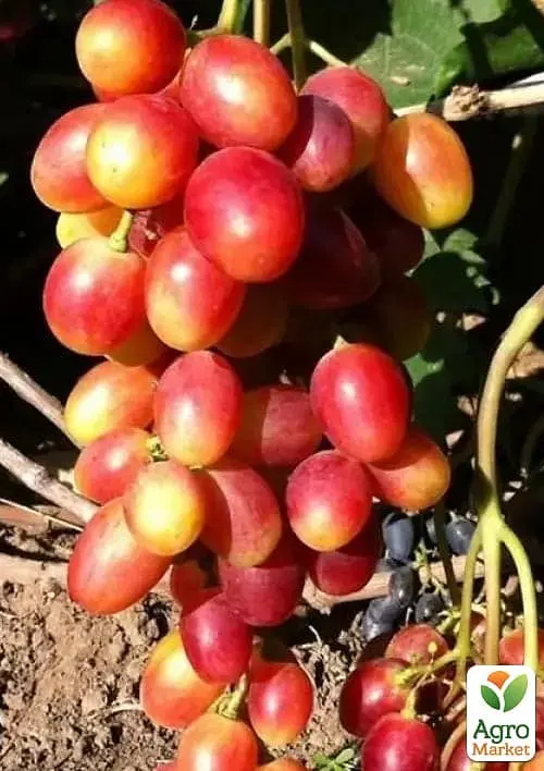 Саджанець Agro-Market Виноград Купідон (надранній, двостатевий, суперврожайний великий виноград) 1 шт. в пакуванні (182148) - фото 2