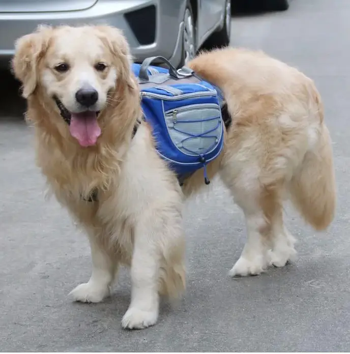 Сумка-переноска для собак з передньою частиною для бігу Lovoyager Dog Bagpack - фото 3