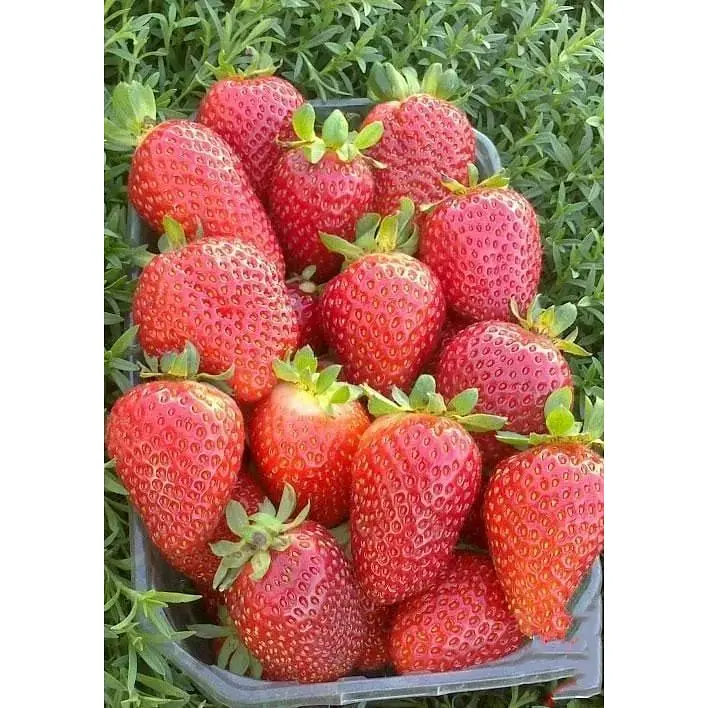 Саджанець Agro-Market Полуниця Альбіон (Albion) 5шт (ремонтантний великоплідний сорт) (37281) - фото 6