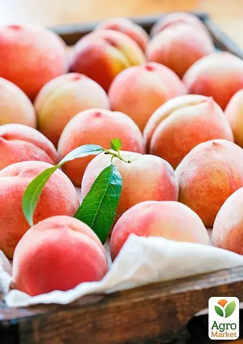 Саженец Agro-Market Персик Фреш Вайт (белая мякоть, средний срок созревания) 1 шт. в упаковке (176365) - фото 2