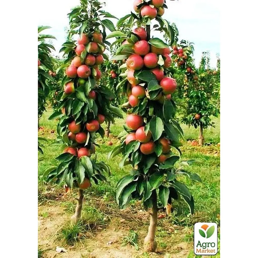 Саженец Agro-Market Яблоня колоновидная Легенда укоренена в контейнере (саженец 2 года) (99968) - фото 2