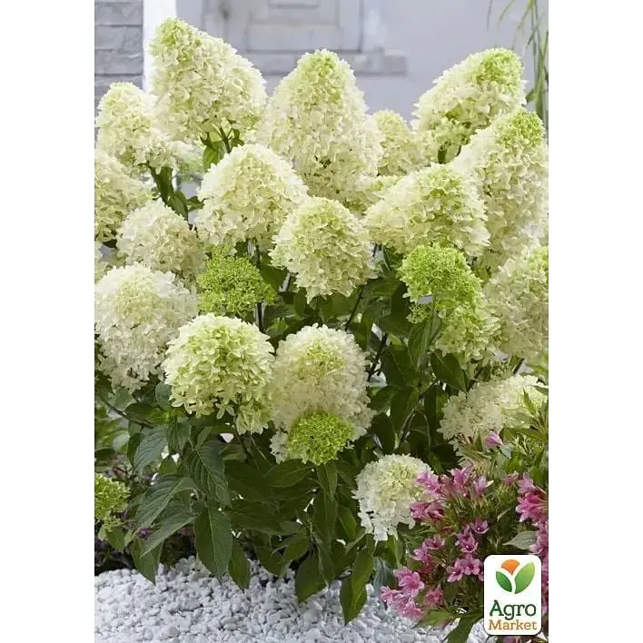 Саженец Agro-Market Гортензия 3-х летняя метельчатая Pastel Green (183336) 1 шт. в упаковке - фото 2