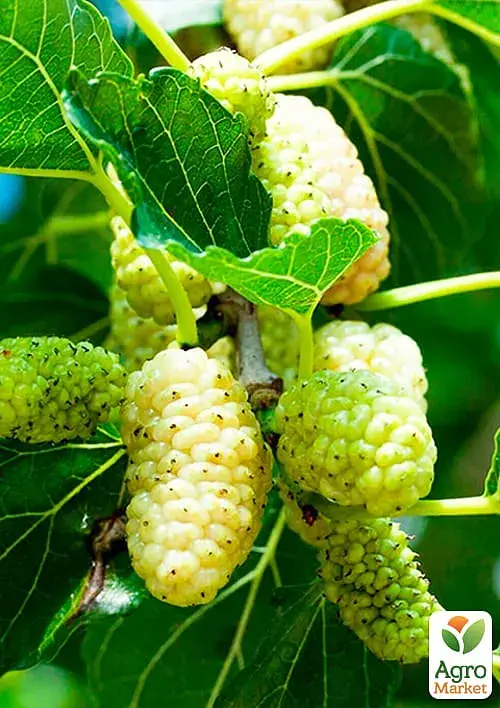 Саджанець Agro-Market Шовковиця великоплідна Стамбульська біла (літній сорт, середній термін дозрівання) 1 шт. в упаковці (16184) - фото 2
