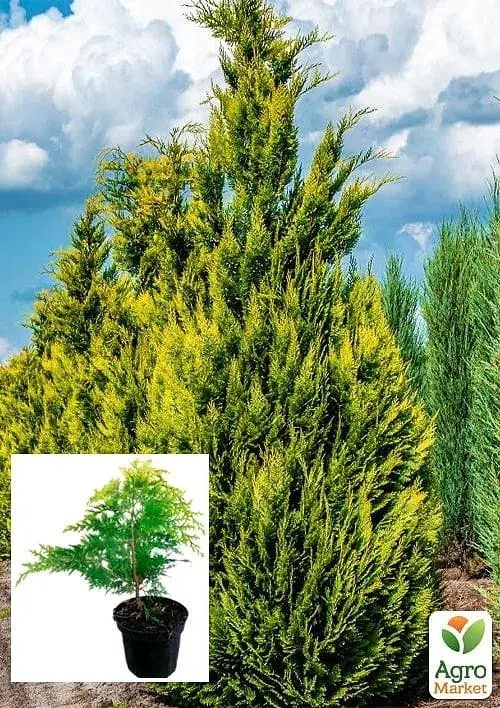 Саджанець Agro-Market Кипарисовик Лавсона Ivonne С2 висота 40-50 см 1 шт. в упаковці (71805) - фото 2