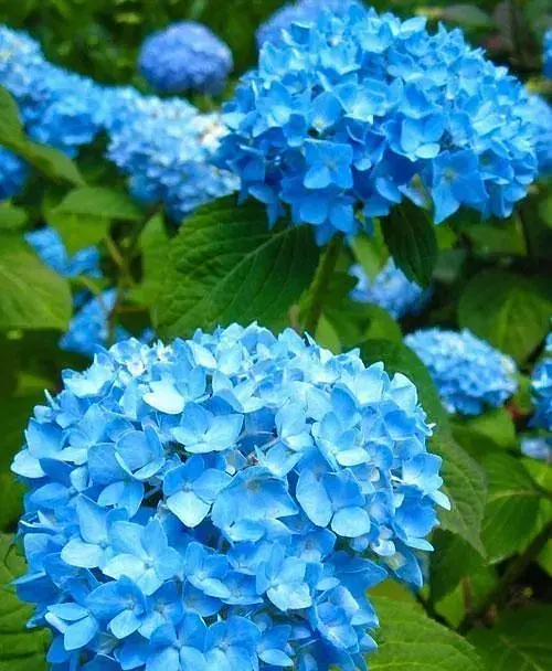 Гортензия Agro-Market Blue Lagoon крупнолистная зимостойкий высокоурожайный сорт 1 саженец в упаковке (47667) - фото 3