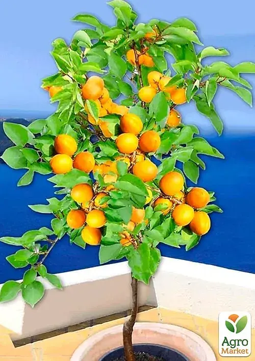 Саджанець Agro-Market Абрикос Лука (ранній термін дозрівання) 1 шт. в упаковці (178838) - фото 3