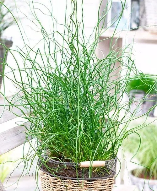 Саженец Agro-Market Джункус Спиральный "Juncus effusus Spiralis" (93520) 1 шт. в упаковке (комнатный) - фото 2