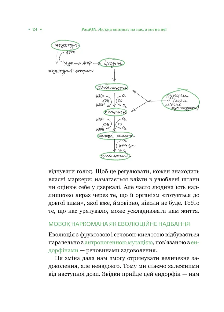 РаціON. Як їжа впливає на нас, а ми на неї - фото 20