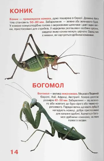 Велика книжка. Комахи - Олег Зав'язкин - фото 5