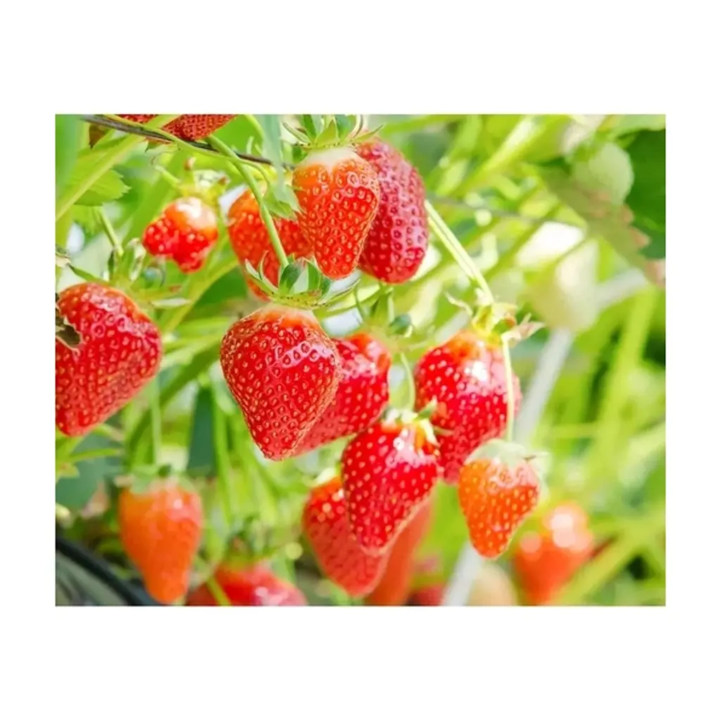 Маска для обличчя Lululun Tochigi Strawberry Sheet Mask 7 шт (4582305065893) - фото 3