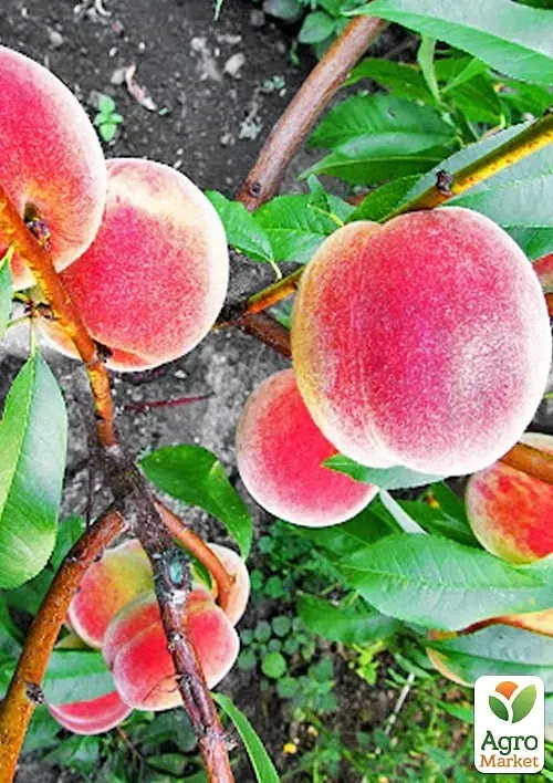 Саджанець Agro-Market Персик Дніпровський (літній сорт, середнього терміну дозрівання) 1 шт. в упаковці (178402) - фото 2