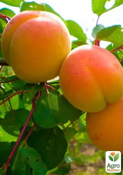 Саженец Agro-Market Абрикос Мелитопольский ранний (летний сорт, ранний срок созревания) 1 шт. в упаковке (46279) - фото 2