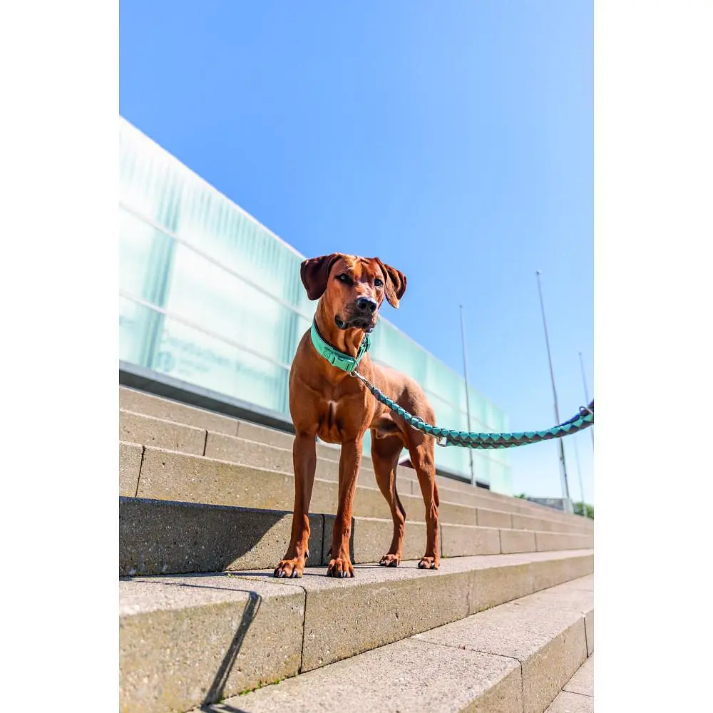 Ошейник для собак Trixie Premium экстраширокий L 46-55 см 50 мм аква-графит - фото 4