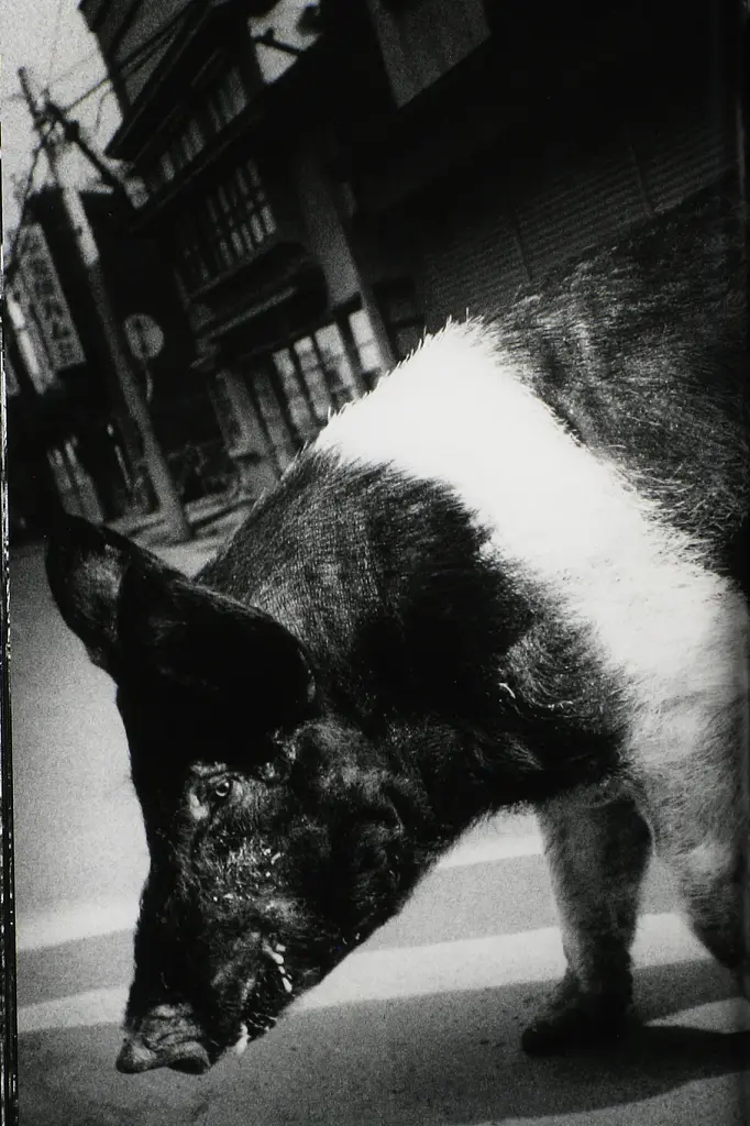 Daido Moriyama. The World through My Eyes - фото 3