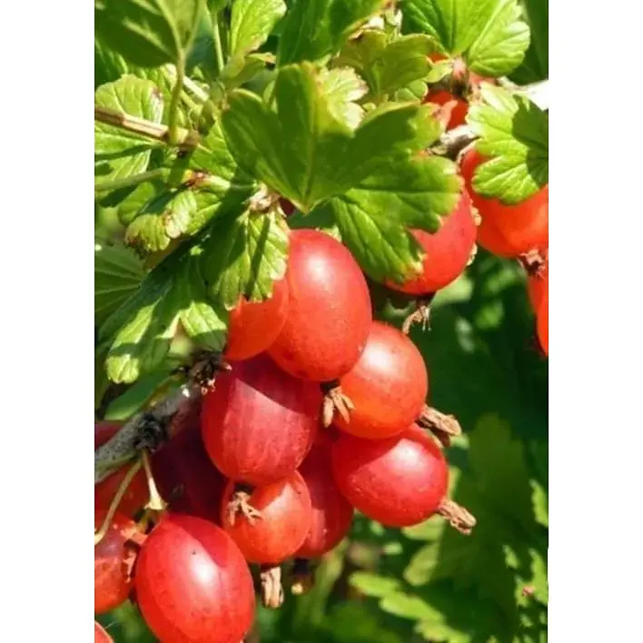 Саджанець Agro-Market Агрус Машека (середній термін дозрівання, висока стійкість до шкідників і хвороб) 1 шт. в упаковці (23380) - фото 3