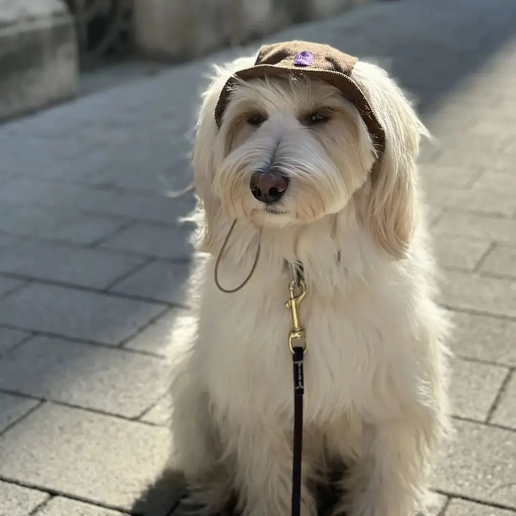 Панама для собак Hat-Dog Капучино (XS) - фото 2