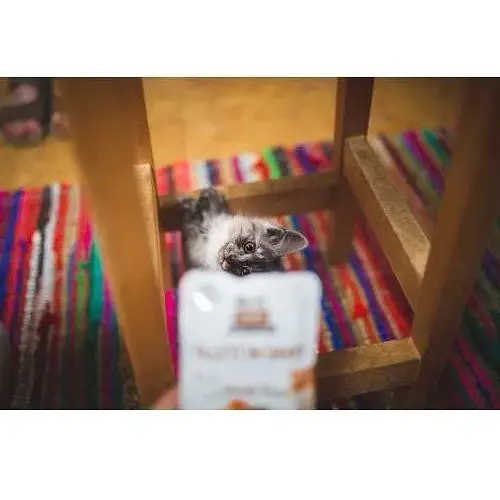 Вологий корм Brit Care Cat Pouch для котів філе в соусі качка 85 г - фото 4