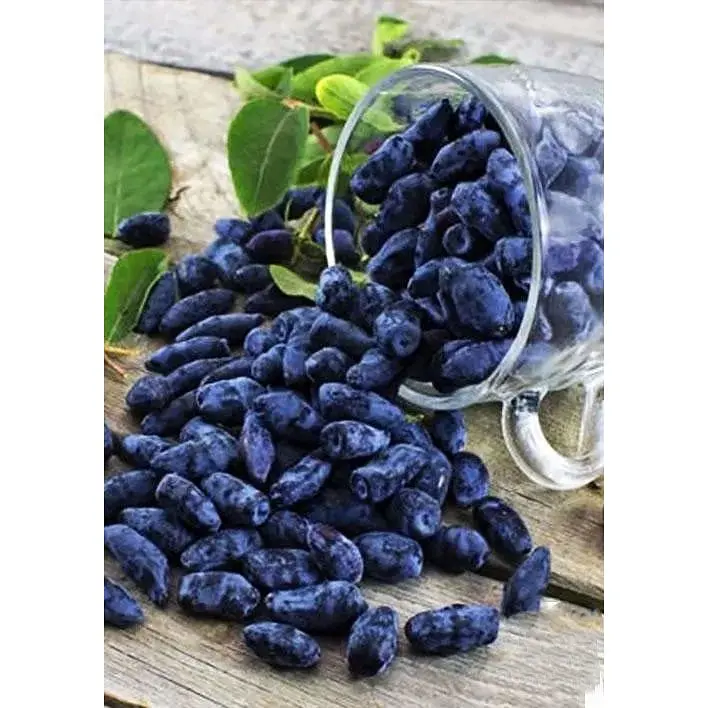 Саджанець Agro-Market Жимолость Гордість Бакчара (середній термін дозрівання, великоплідний сорт) 1 шт. в упаковці (43973) - фото 4