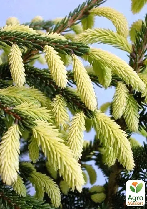 Саджанець Agro-Market Ялина східна Aureospicata С4 висота 40-50 см 1 шт. в упаковці (183038) - фото 2