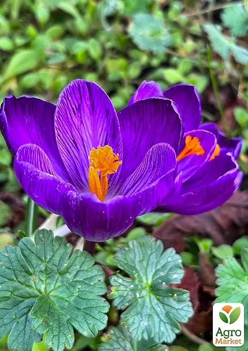 Крокус великоквітковий "Flower Record" (розмір 7/8, великий) 5 шт (17237) - фото 2
