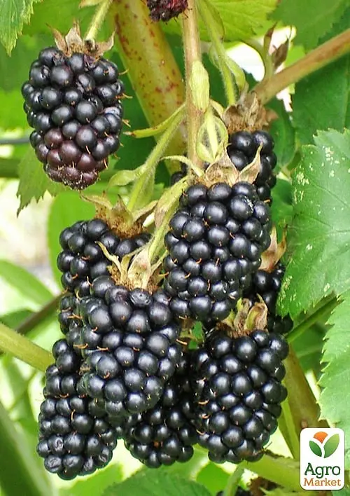 Саженец Agro-Market Ежевика Дирксен Торнлес (Rubus fruticosus DirksenThornless) Нидерланды, вазон П9 1 шт. в упаковке Нидерланды (178890) - фото 2