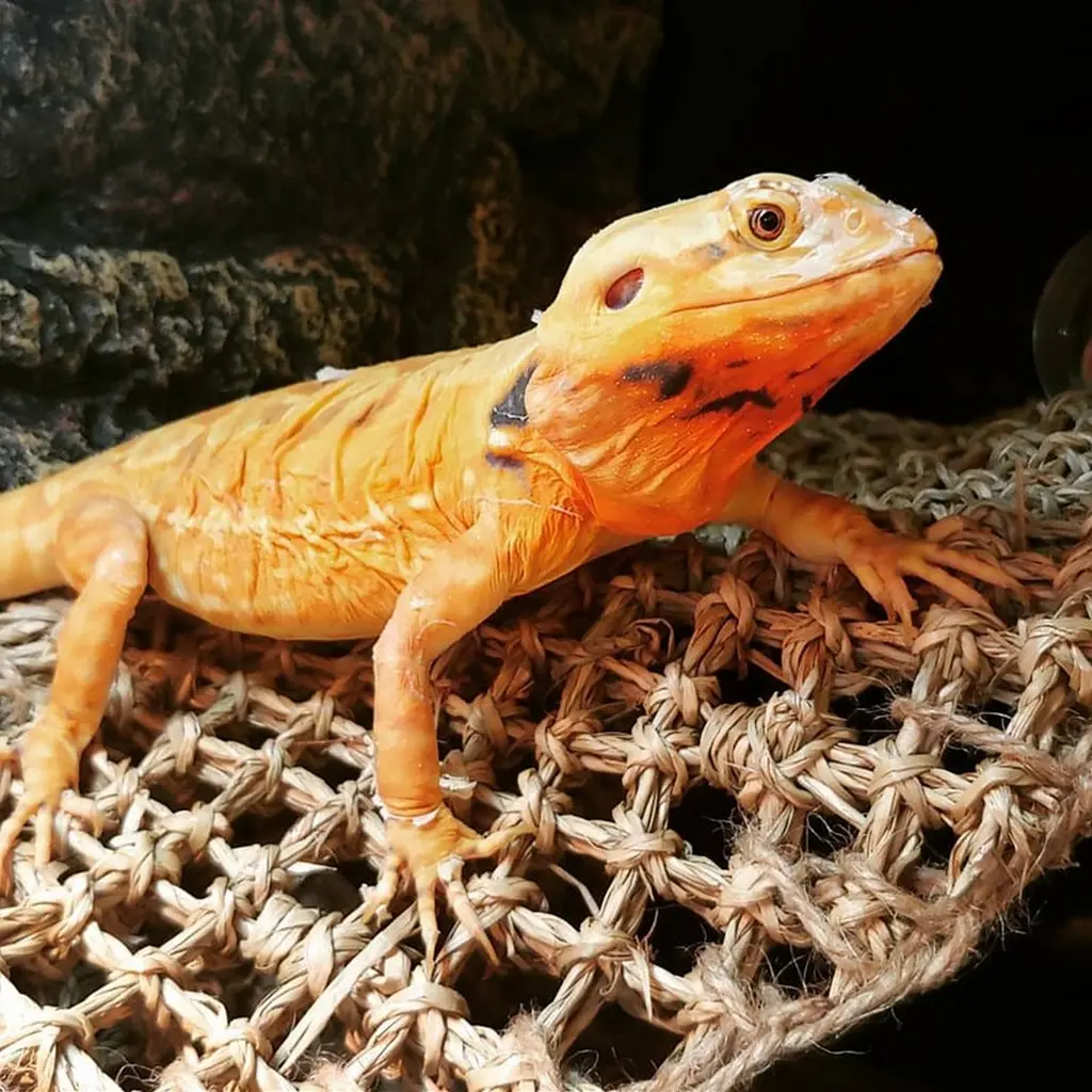 Гамак для рептилій Repti-Zoo Seaweed Hammock M DC09P 30x20x20 см з натуральних водоростей - фото 4