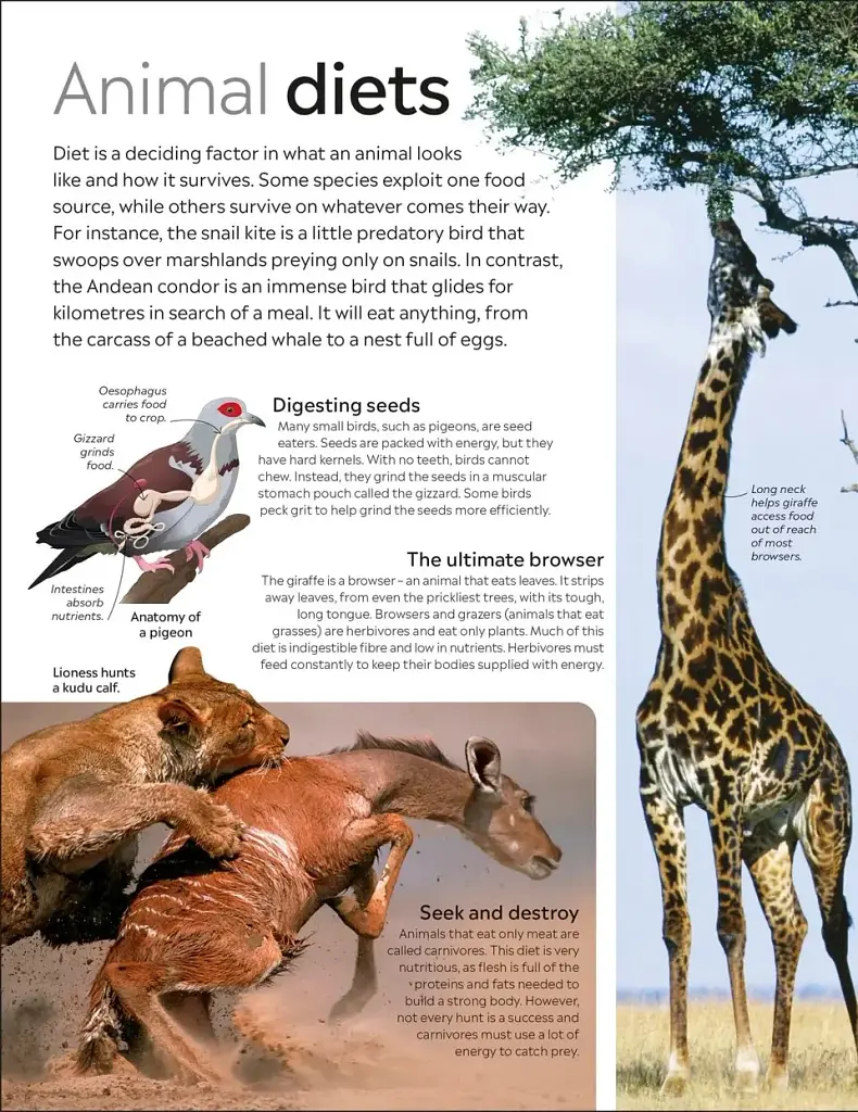 Eyewitness. Animal - фото 2