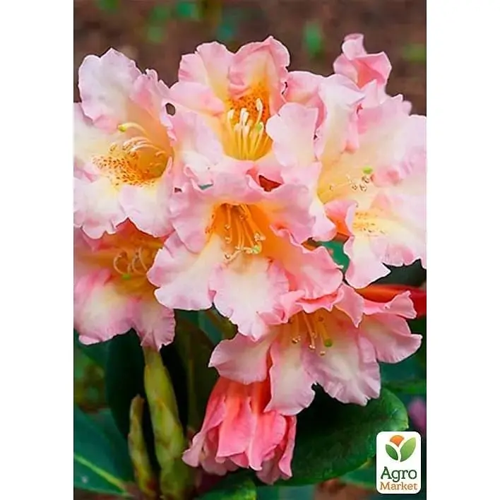 Саженец Agro-Market Рододендрон персиковый Флаутандо (Flautando) (25905) 1 шт. в упаковке - фото 4