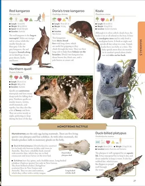 Animals A Children's Encyclopedia - фото 3
