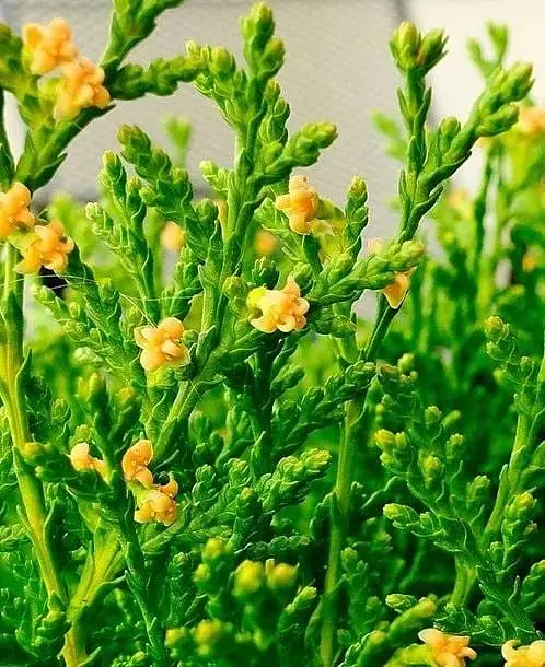 Саженец Agro-Market Туя восточная Aurea Nana (ком/сетка), высота 100-120 см (178491) 1 шт. в упаковке - фото 4