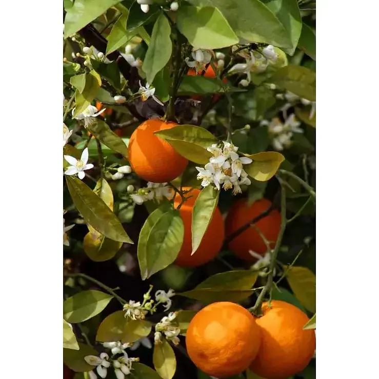 Аромаспрей Collines de Provence Цитрусовий коктейль інтер'єрні парфуми 100 мл - фото 2