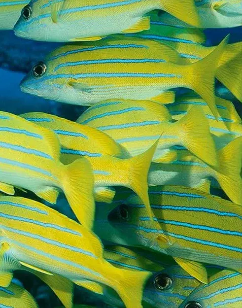 Underwater photography - фото 5