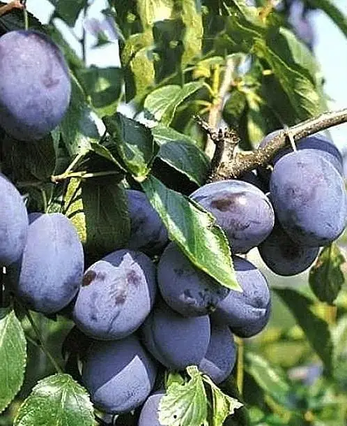 Саджанець Agro-Market Слива Ганіта (літній сорт, середньопізній термін дозрівання) (23469) 1 шт. в упаковці - фото 4