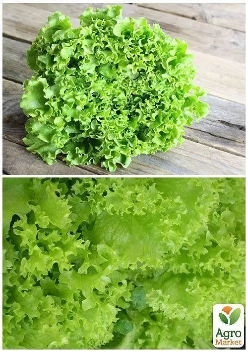 Семена Agro-Market Салат Одесский кудряшок на вес цена за 7 г (13380) - фото 4