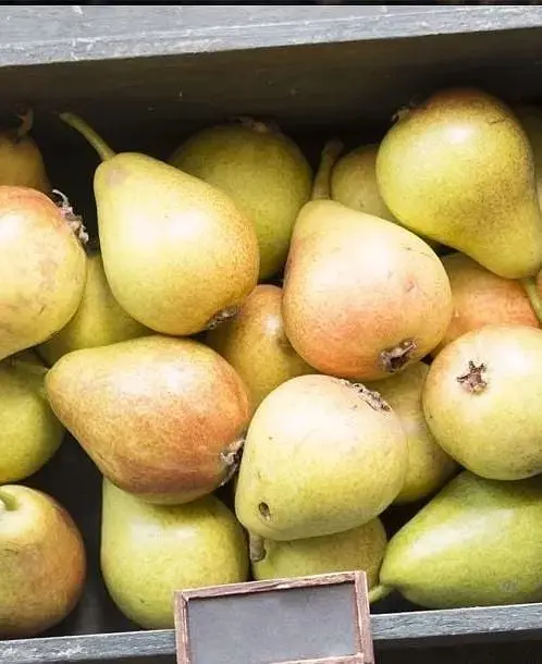 Саженец Agro-Market Груша Санта Мария (осенний сорт, средний срок созревания) (39854) 1 шт. в упаковке - фото 3