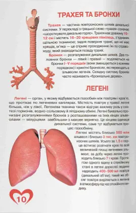 Велика книжка. Анатомія людини - Олег Зав'язкин - фото 2