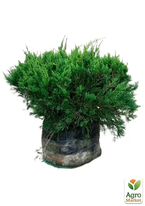 Саджанець Agro-Market Ялівець середній Pfitzeriana (ком/сітка) діаметр 50-60 см 1 шт. в упаковці (175611) - фото 3